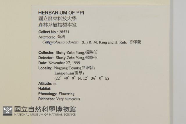 香澤蘭、飛機草藏品圖，第2張