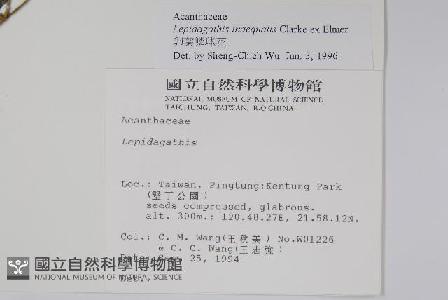 卵葉鱗球花藏品圖，第2張