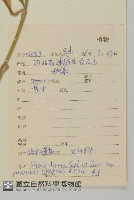 疏毛女萎菜藏品圖，第2張