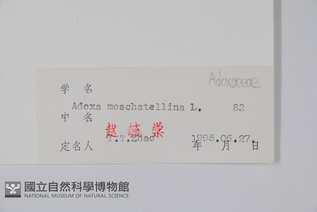 五福花藏品圖，第2張