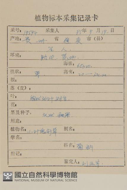 白花鬼針藏品圖，第2張