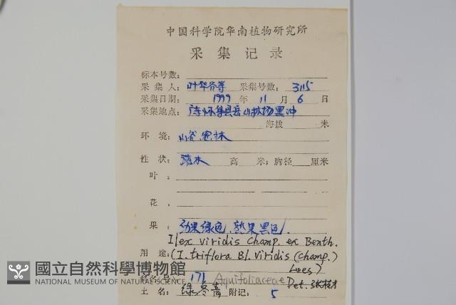 亮葉冬青藏品圖，第2張