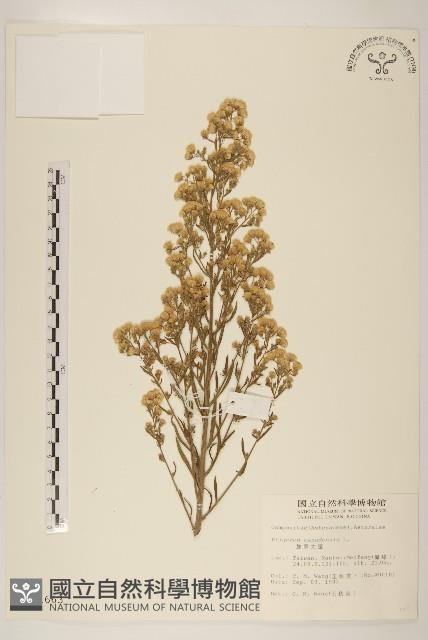 加拿大蓬藏品圖，第1張