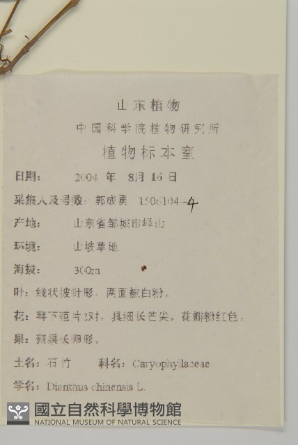 狹葉珍珠菜藏品圖，第2張