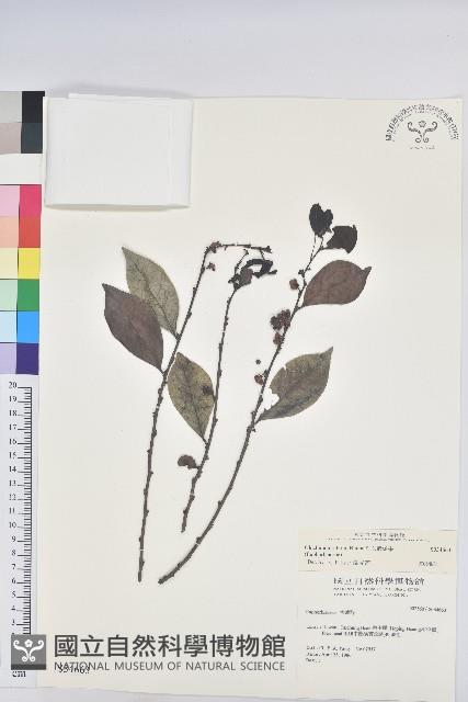 細葉饅頭果藏品圖，第1張