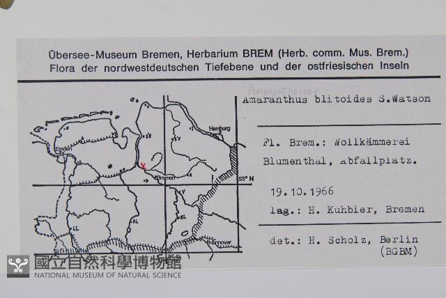 北美莧藏品圖，第2張