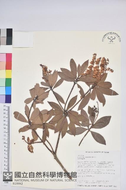 臺灣馬醉木藏品圖，第1張