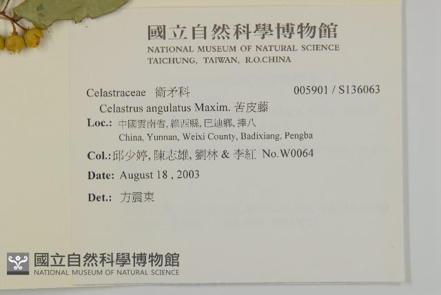 苦皮藤藏品圖，第2張