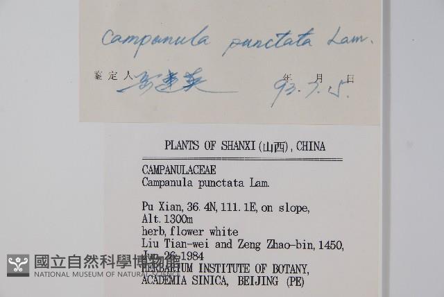 紫斑風鈴草藏品圖，第2張