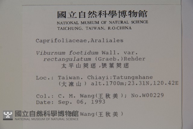 狹葉莢迷藏品圖，第2張