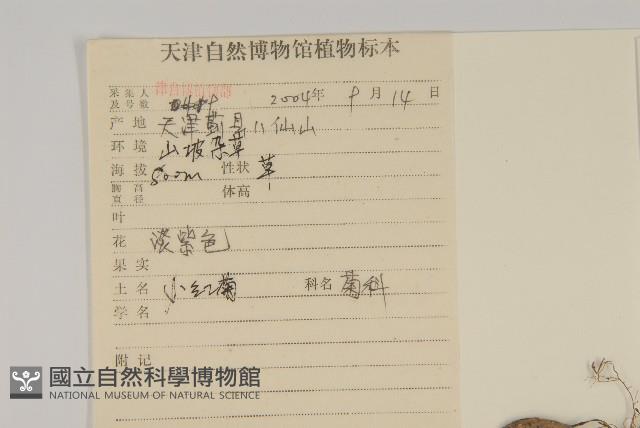 小紅菊藏品圖，第2張