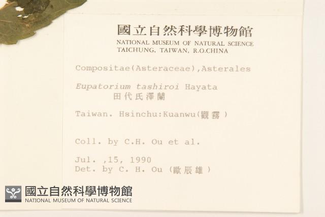 田代氏澤蘭藏品圖，第2張