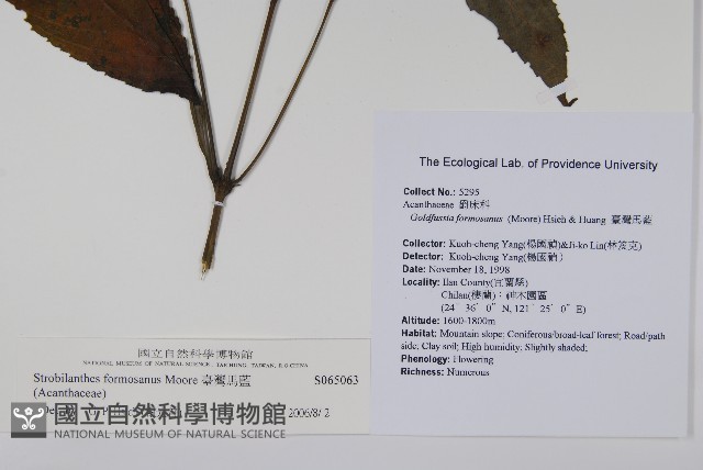 臺灣馬藍藏品圖，第2張