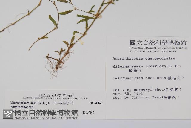 蓮子草藏品圖，第2張