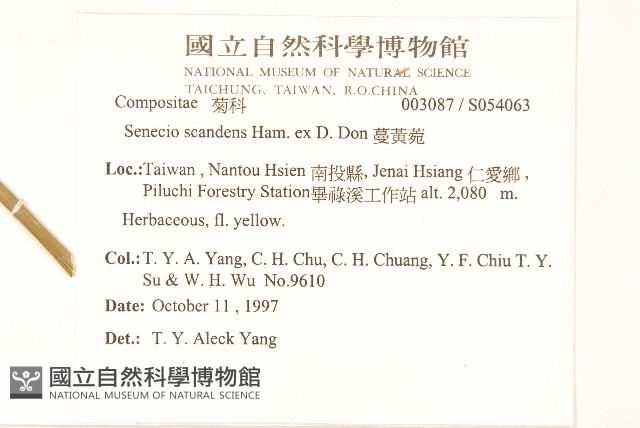 蔓黃菀藏品圖，第2張