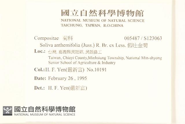 假吐金菊藏品圖，第2張