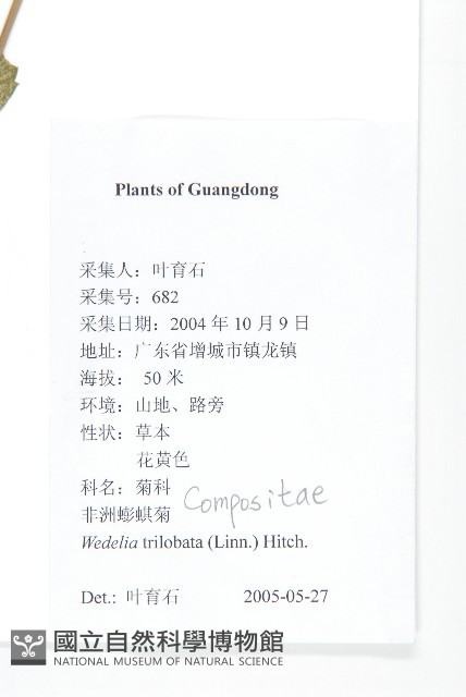 南美蟛蜞菊、三裂葉蟛蜞菊藏品圖，第2張