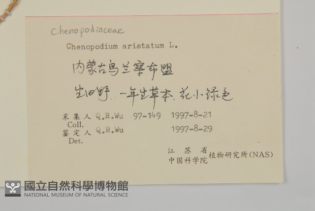 刺藜藏品圖，第2張