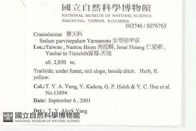 尖萼佛甲草藏品圖，第5張