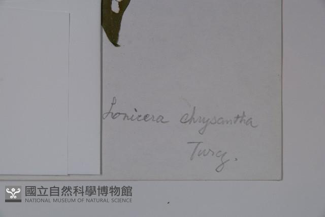 金花忍冬藏品圖，第2張