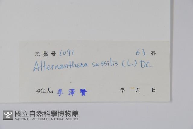 蓮子草藏品圖，第2張