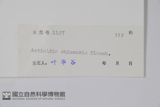 獼猴桃、奇異果藏品圖，第2張