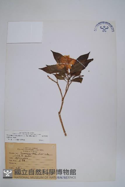 南洋馬蹄花藏品圖，第1張