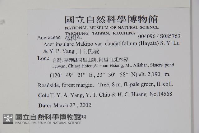 大屯尖葉槭, 川上氏槭藏品圖，第5張