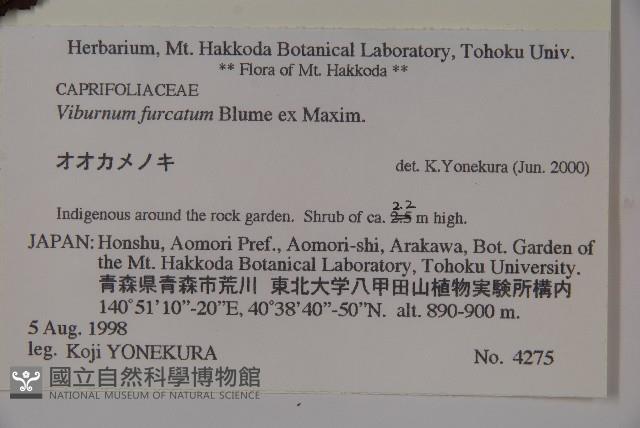 假繡球藏品圖，第2張