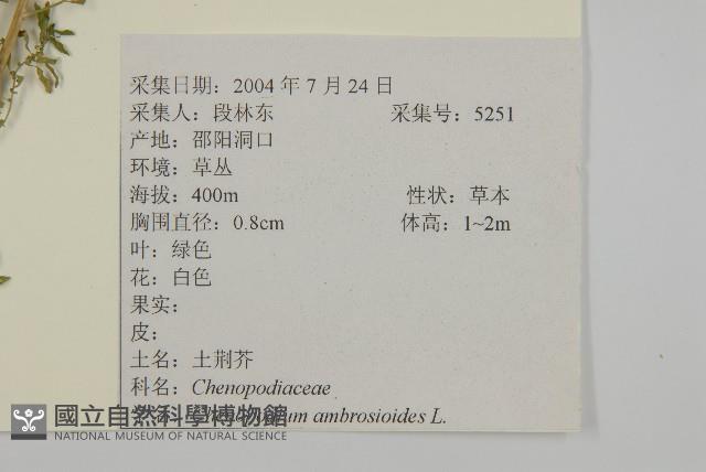 臭杏、土荊芥藏品圖，第2張