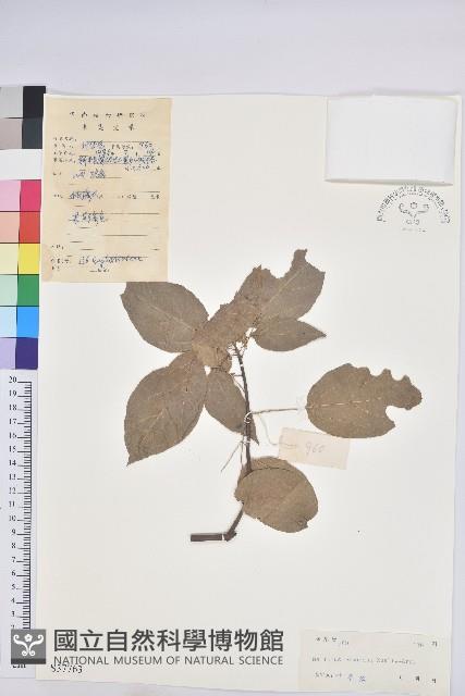 扛香藤藏品圖，第1張