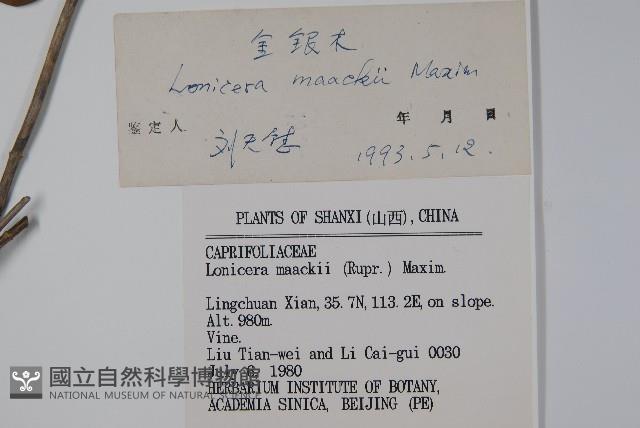 金銀忍冬藏品圖，第2張