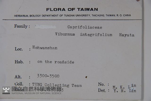玉山糯米樹、狹葉糯米樹藏品圖，第2張