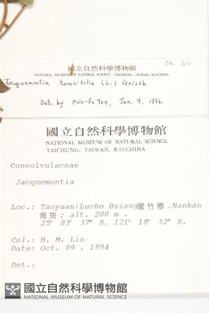 長梗毛娥房藤藏品圖，第5張