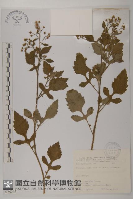 茯苓菜藏品圖，第2張