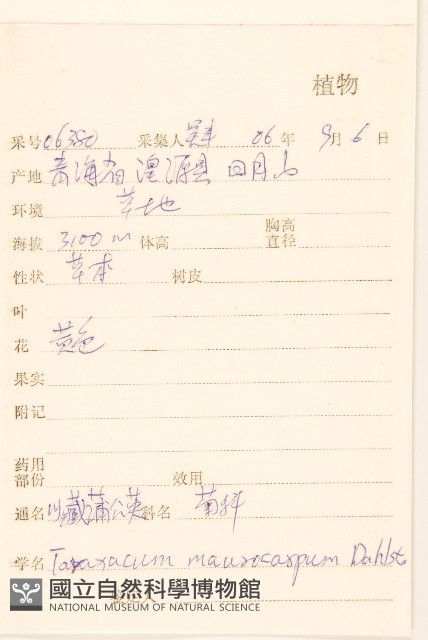 川藏蒲公英藏品圖，第2張