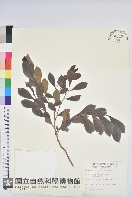 細葉饅頭果藏品圖，第1張