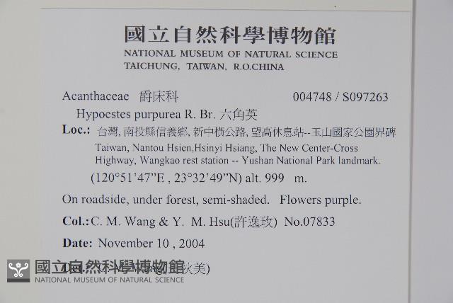 六角英, 槍刀菜藏品圖，第2張