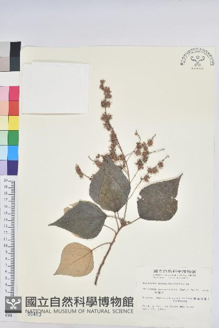 白匏子藏品圖，第1張