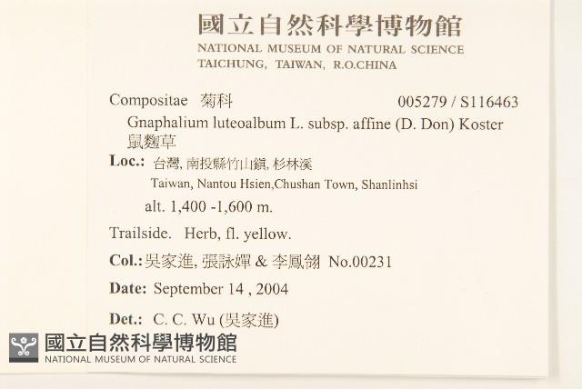 鼠麴草藏品圖，第2張