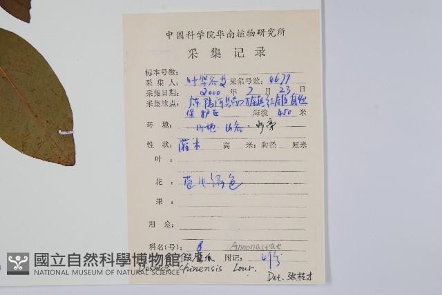 假鷹爪藏品圖，第2張