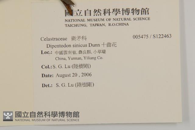 十齒花藏品圖，第2張