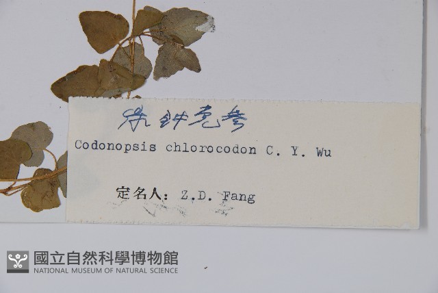 綠鐘黨參藏品圖，第2張