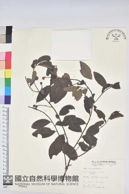 土密樹藏品圖，第1張