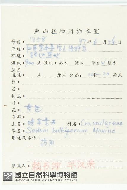 珠芽佛甲草藏品圖，第2張