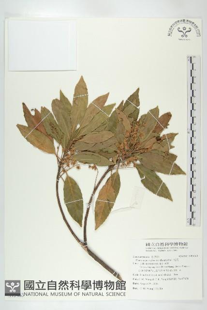 杜英、山杜英、蘭嶼杜英藏品圖，第1張