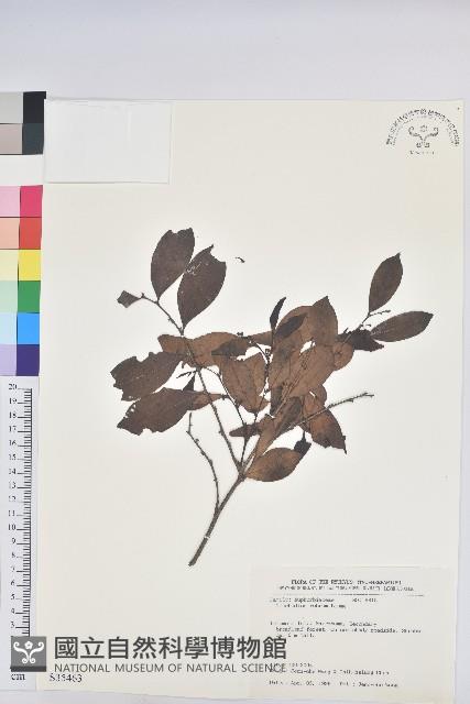 細葉饅頭果藏品圖，第1張