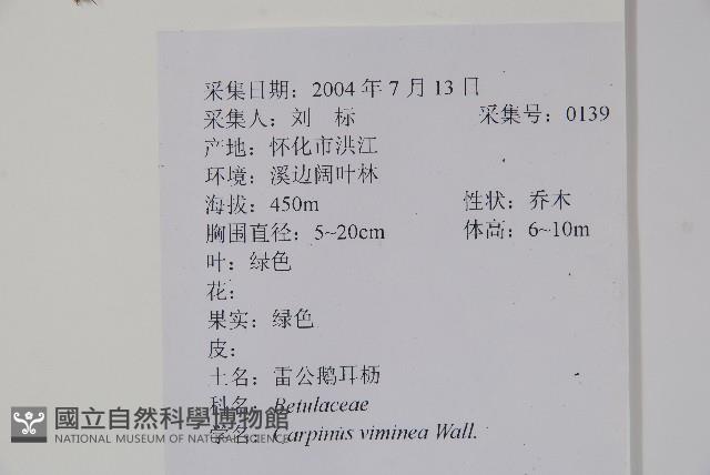 雷公鵝耳櫪藏品圖，第2張