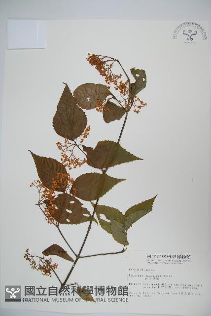 呂宋莢迷藏品圖，第1張