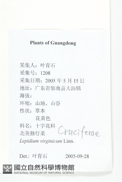 獨行菜藏品圖，第2張